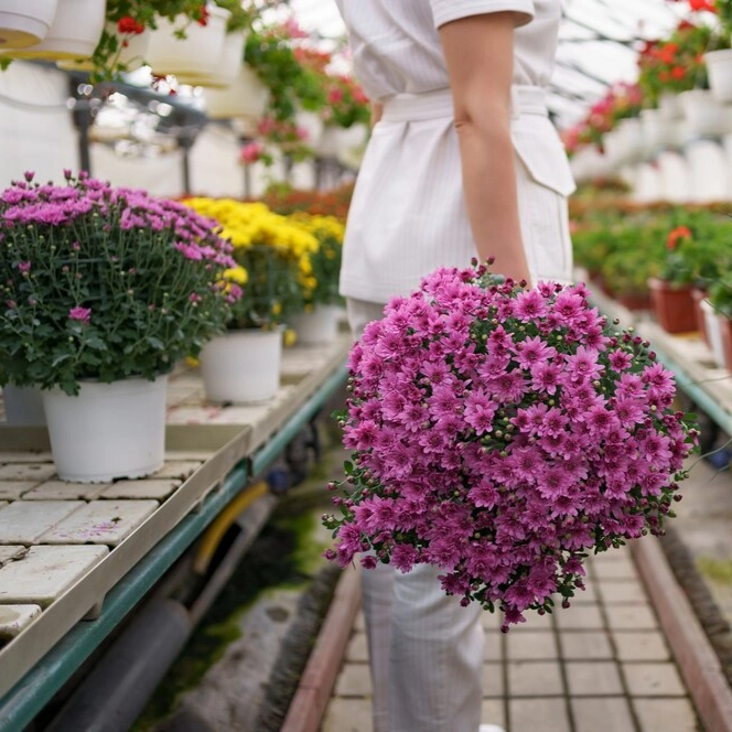 Flowers for Aesthetic Appeal in Your Greenhouse