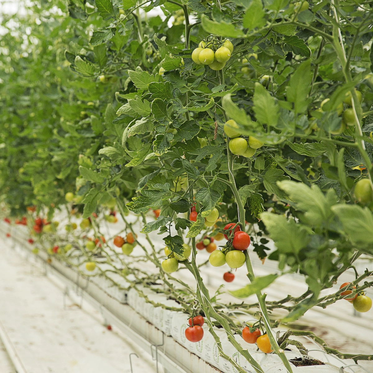 Selecting the Right Plants for Summer