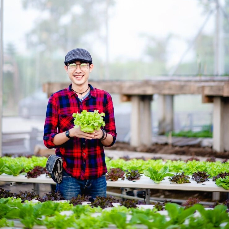 Top Easy-to-Grow Vegetables in Greenhouses