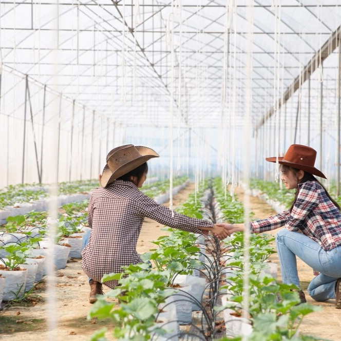 Why Greenhouse Gardening is Perfect for Beginners