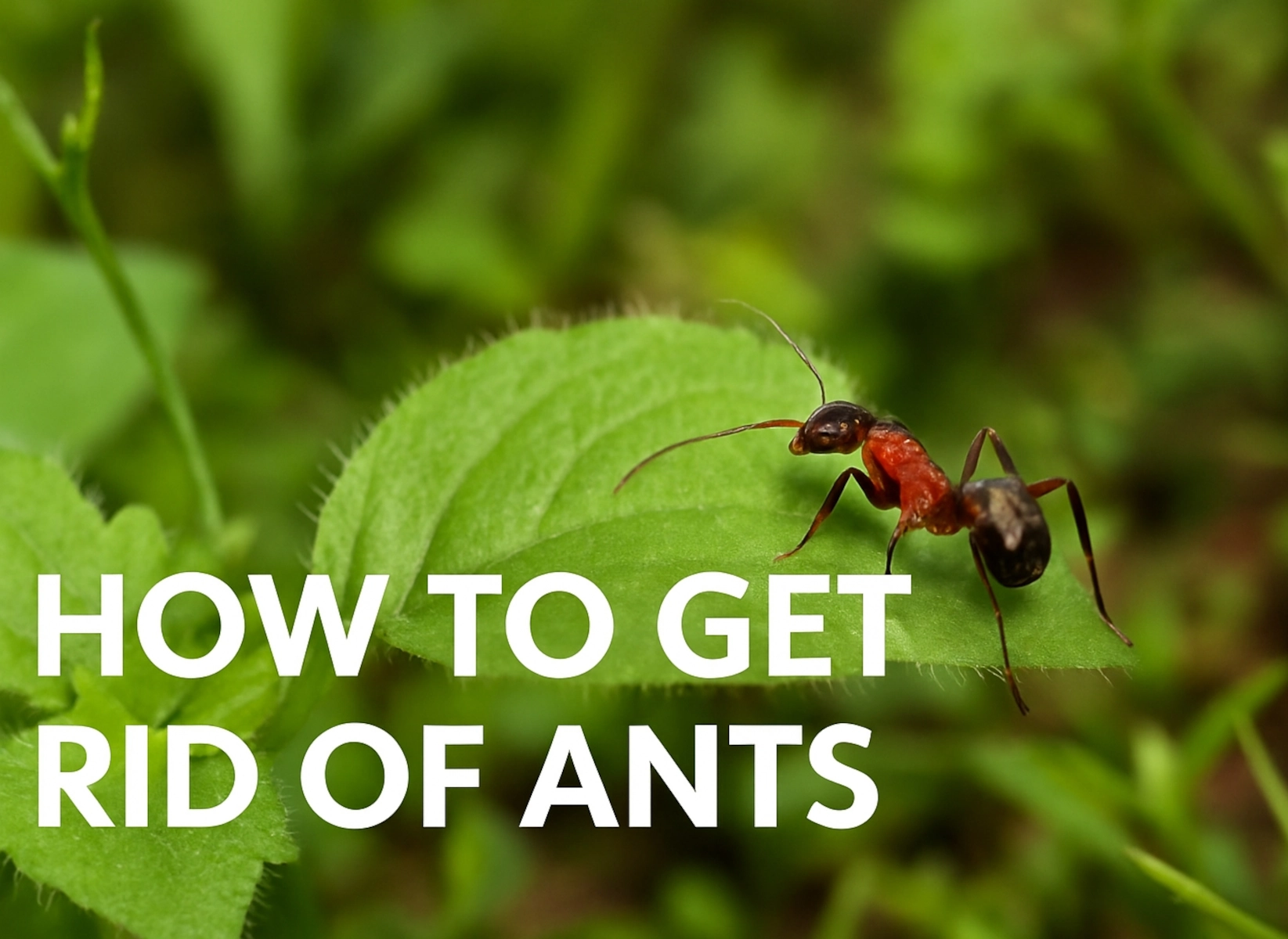 Easy Steps to Get Rid of Ants in Your Garden Bed