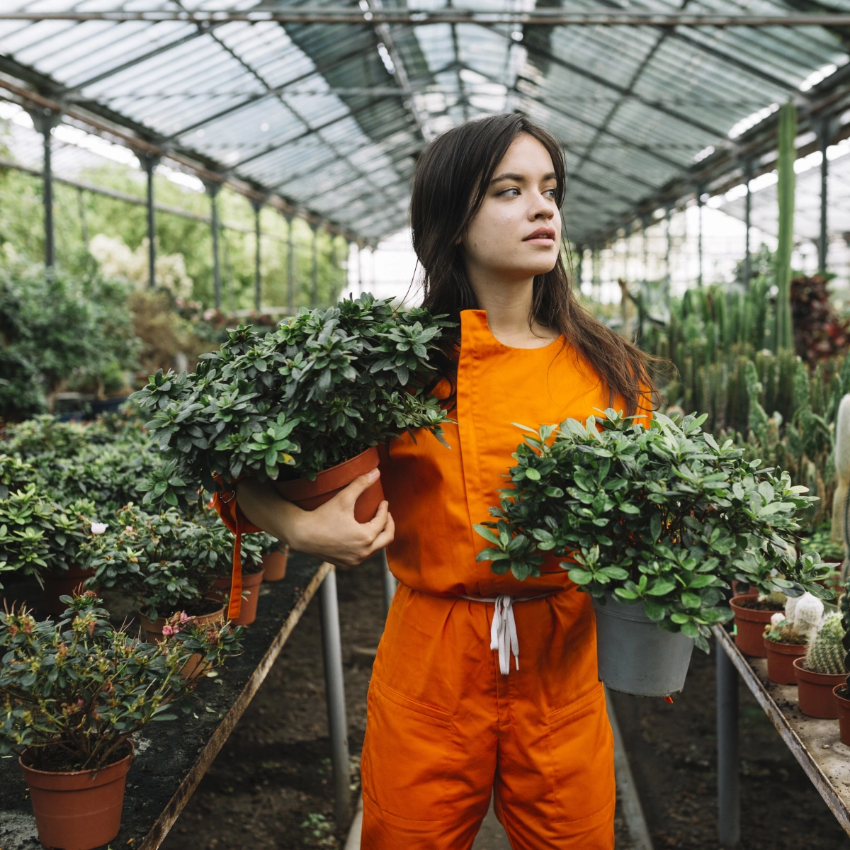 Grow Too Many Plants in One Greenhouse