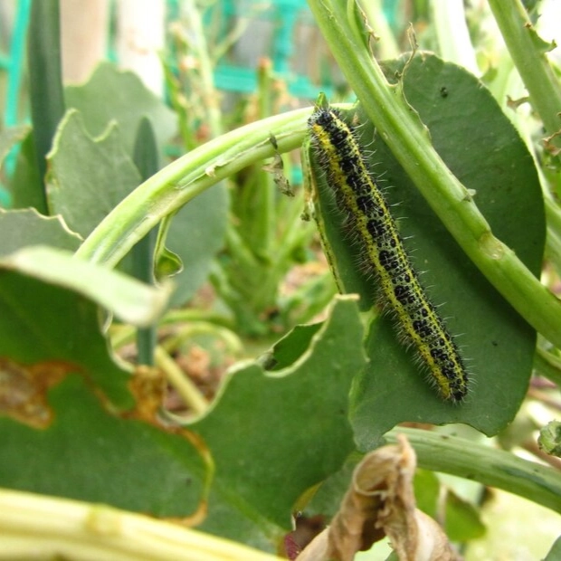 Managing Common Cucumber Pests and Diseases