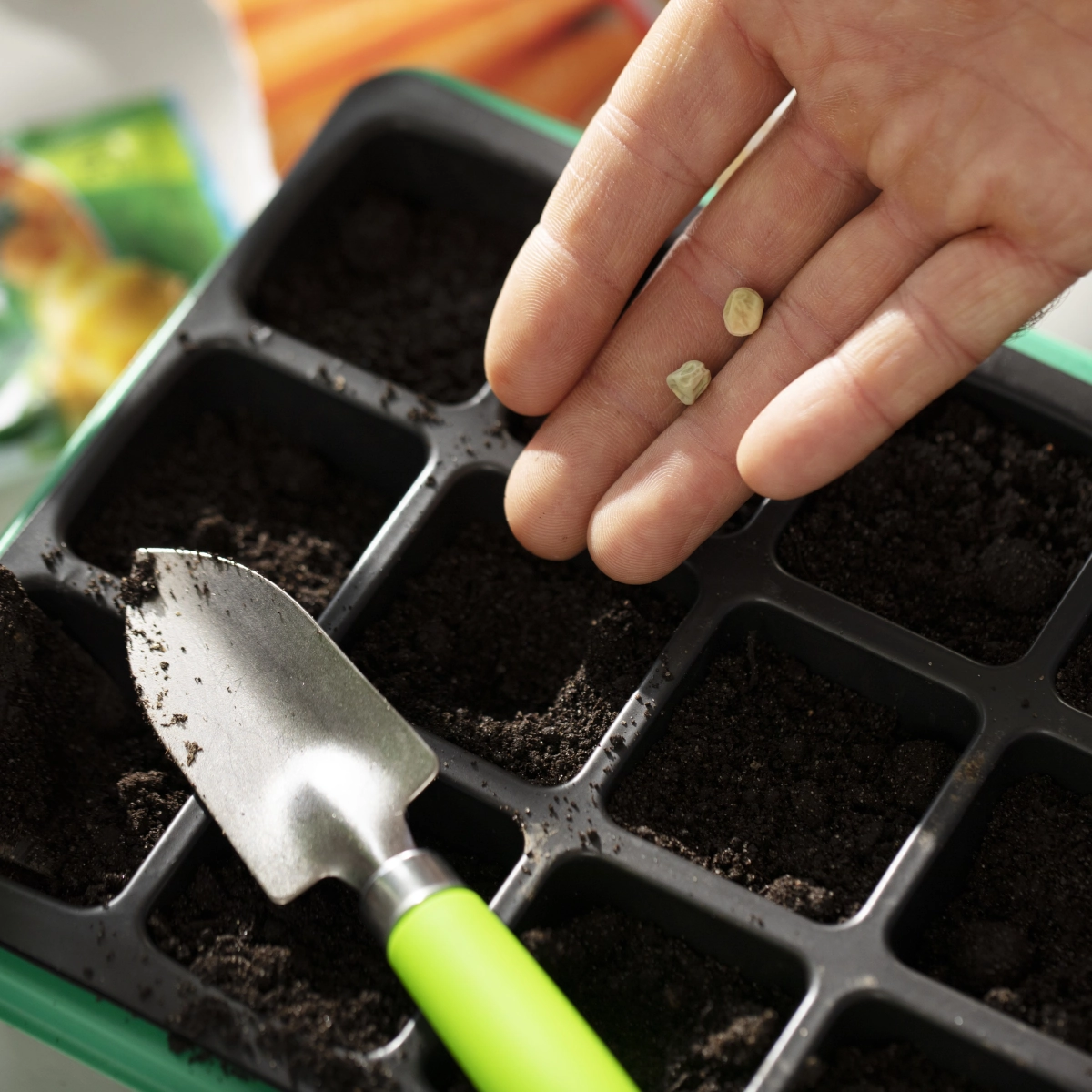 Planting Cucumbers in Your Greenhouse