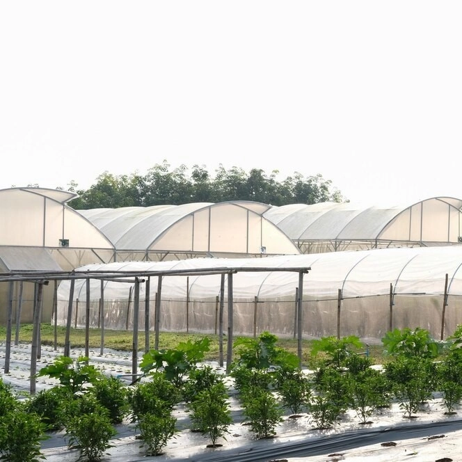 Polyethylene greenhouse