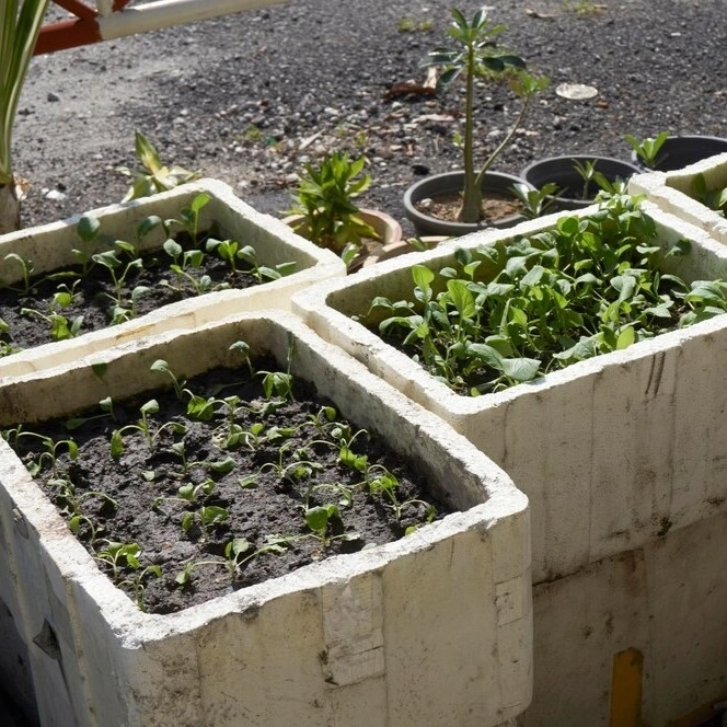 Raised Garden Bed with Concrete Blocks
