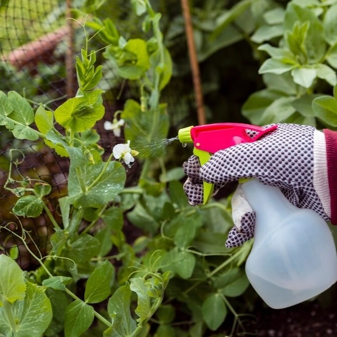 Sustainability in Organic Pest Control