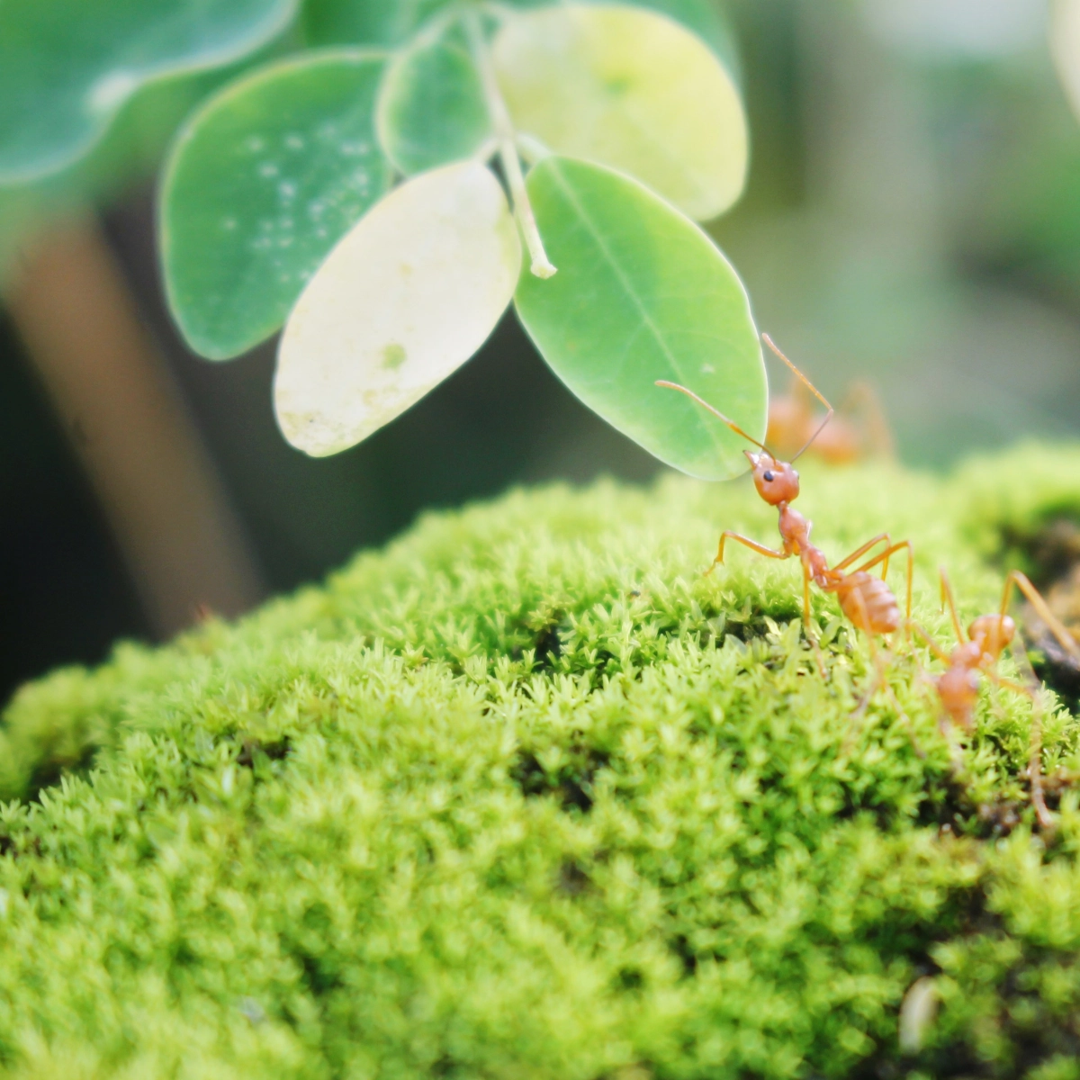 Understanding Ants in Your Raised Garden Bed