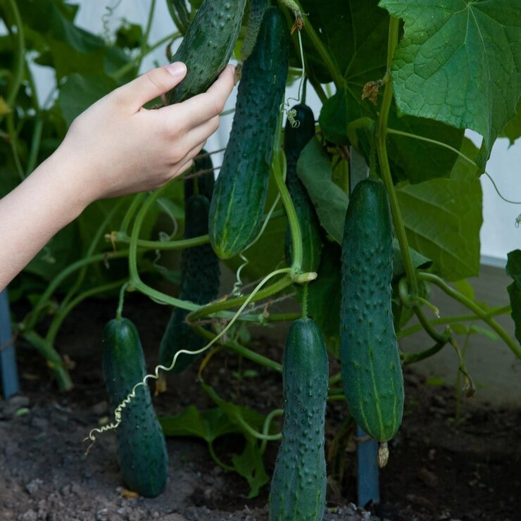 Why Grow Cucumbers in a Greenhouse
