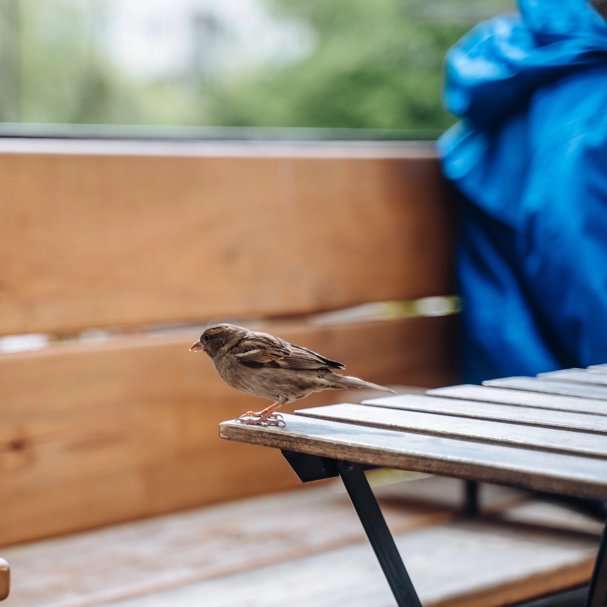 How to Keep Birds Off Your Patio Furniture