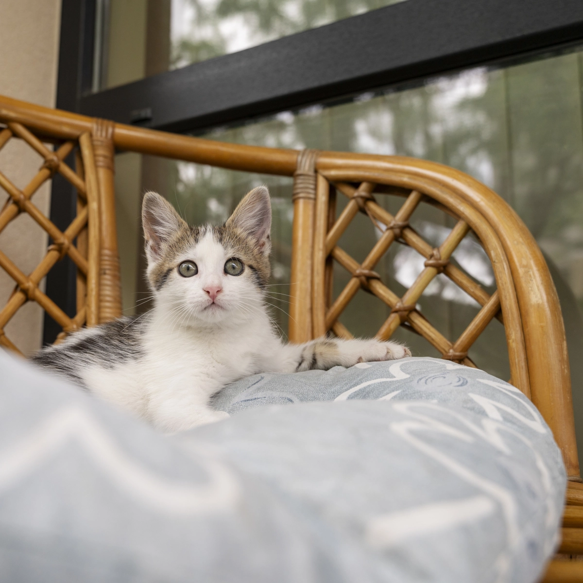 Complete guide to keeping cats off patio furniture using humane and effective methods