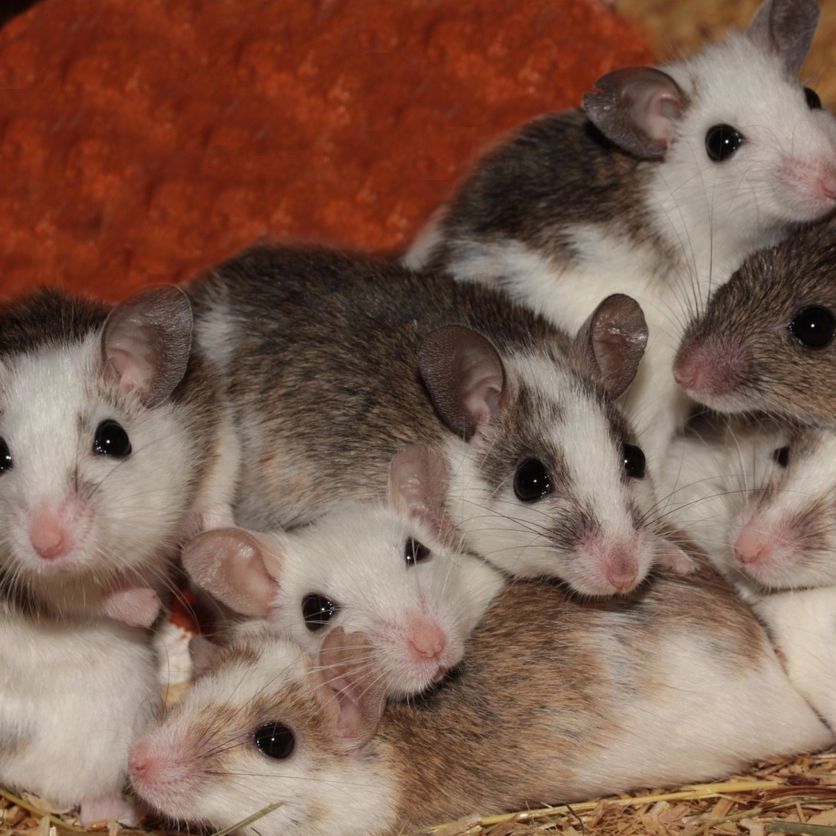 How to Keep Mice Out of Your Shed Naturally