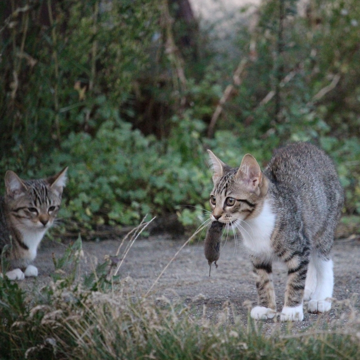 Cats catching mice around a shed to control the rodent population.