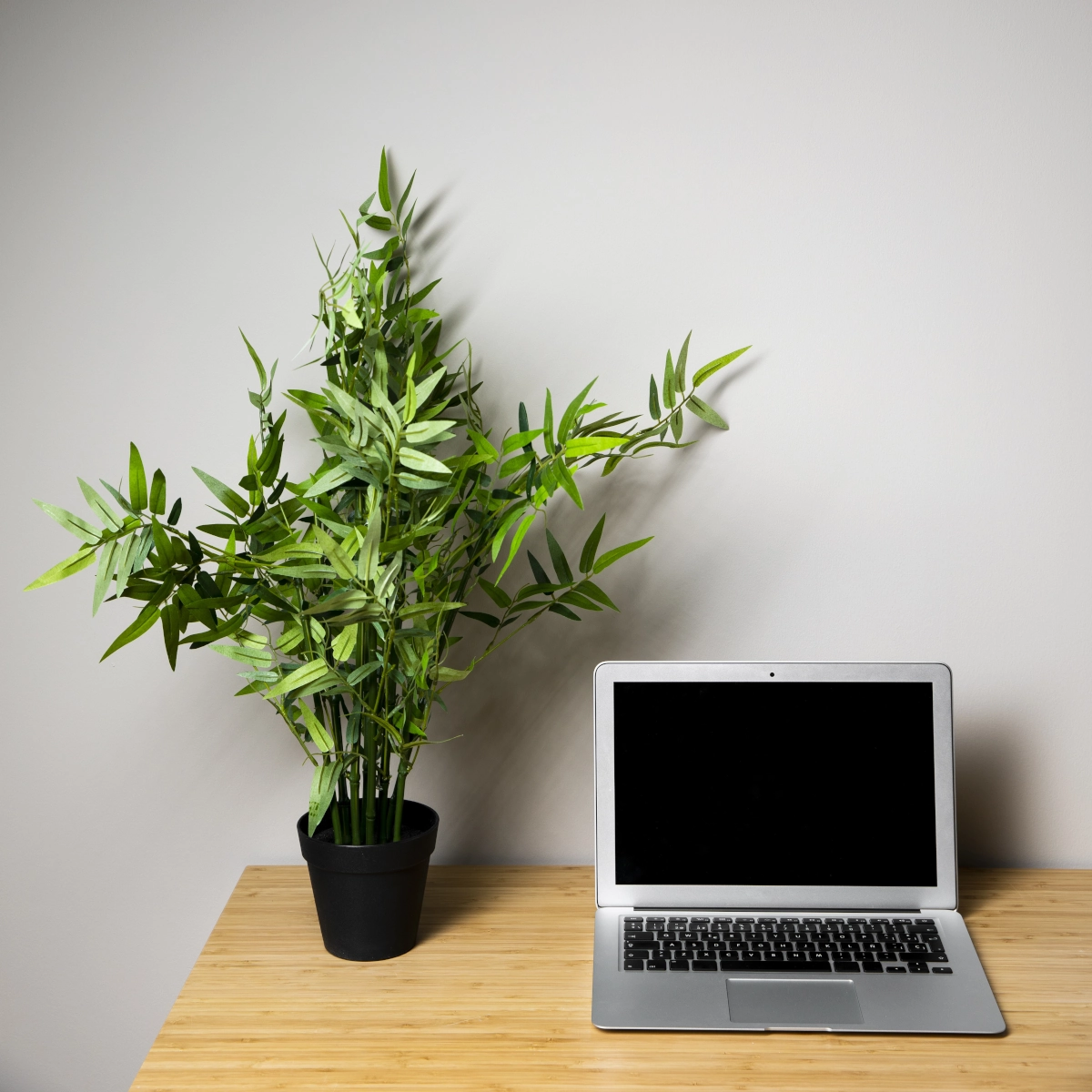 Green potted plant beside laptop on a light wood desk against plain wall