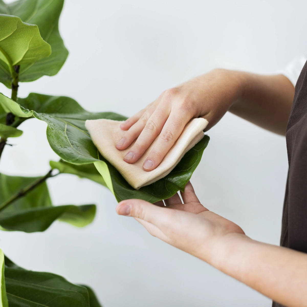 Hand using a soft beige cloth to wipe large green plant leaf clean.
